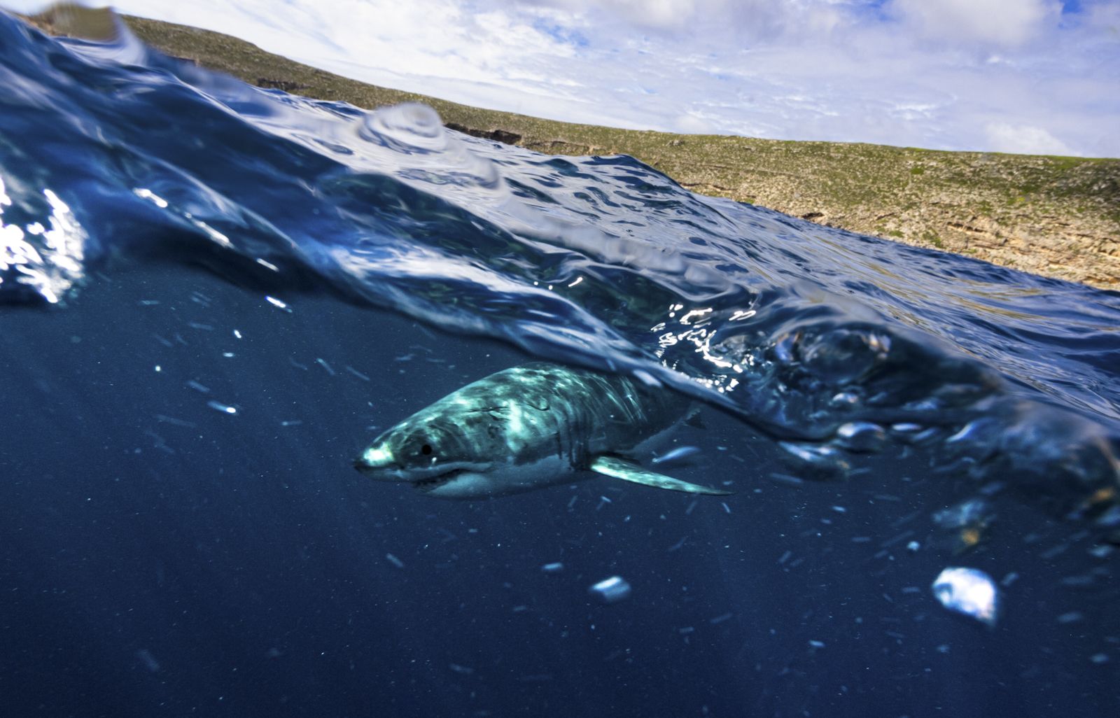 Underwater and nature photography by Colby James
