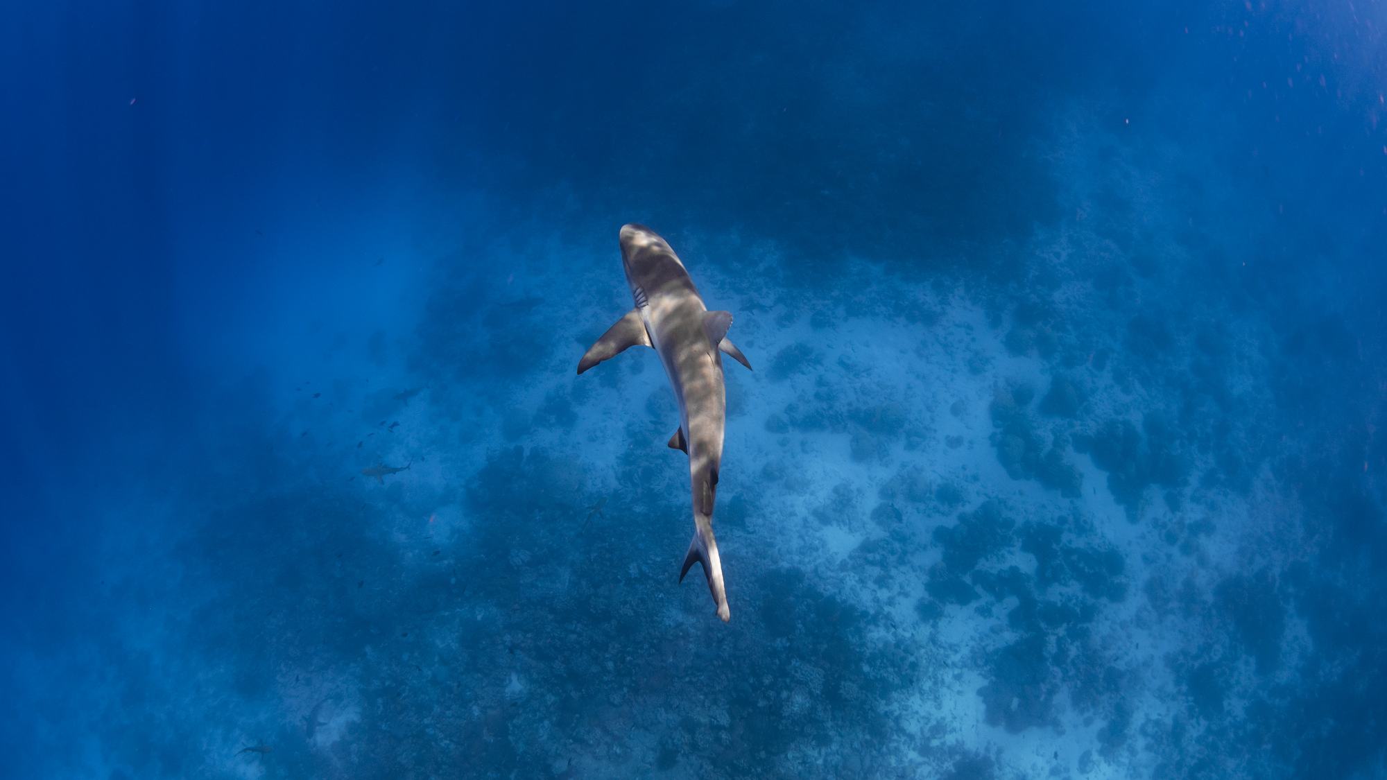 Reef shark, underwater
