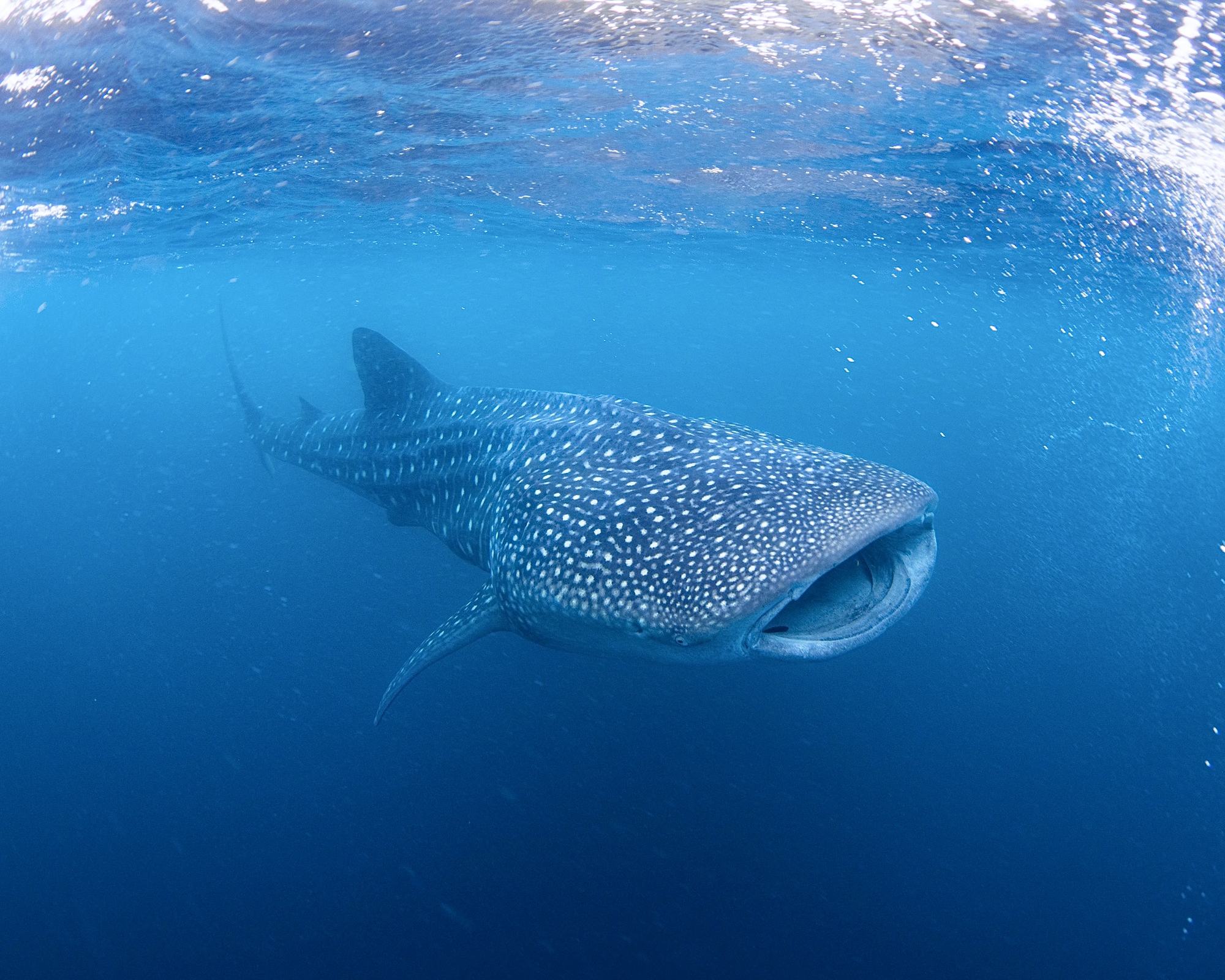 Whale shark, Ningaloo Reef