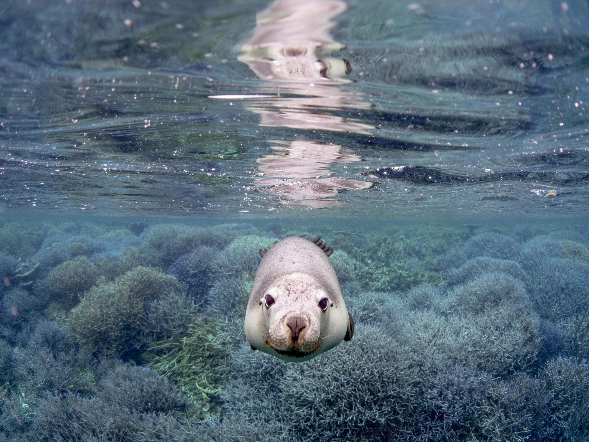 Australian sea lion, Western Australia